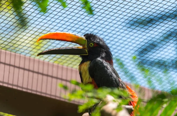 Szczęśliwy Wesoły Collared Tukan Pteroglossus Pteroglossus Torquatus Pobliżu Ptak — Zdjęcie stockowe