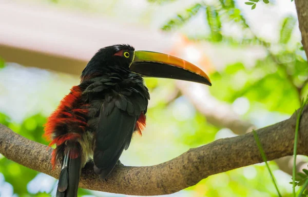 Feliz Alegre Aracari Colarinho Pteroglossus Torquatus Tucano Passarinho Próximo Imagem De Stock