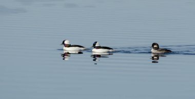Bufflehead (Bucephala albeola) ilkbaharda ördekler. Siyah ve beyaz ördek üreme mevsiminde Kuzey göller ve göletler ziyaret.