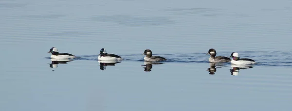 Patos Cabeza Buey Bucephala Albeola Primavera Pato Blanco Negro Visita — Foto de Stock