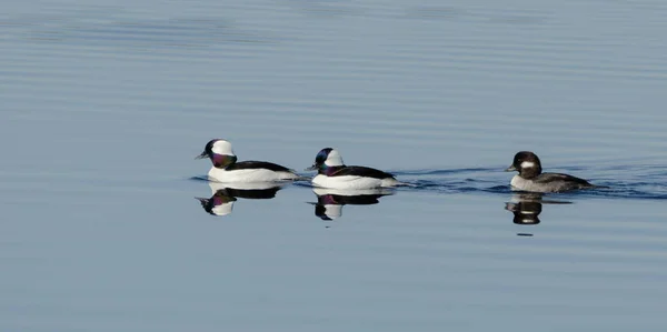 Bufflehead Patos Bucephala Albeola Primavera Pato Preto Branco Visita Lagos — Fotografia de Stock