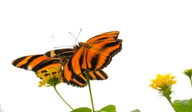 Şeritli turuncu kelebek (Dryadula phaetusa) Aka şeritli turuncu heliconian, şeritli turuncu ya da turuncu kaplan kelebek.