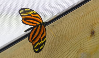 Kaplan Longwing (postacı ismenius) veya Hecale longwing, altın longwing veya altın heliconian. Perulu Amazon Meksika'ya, bulunan bir heliconiid kelebek.