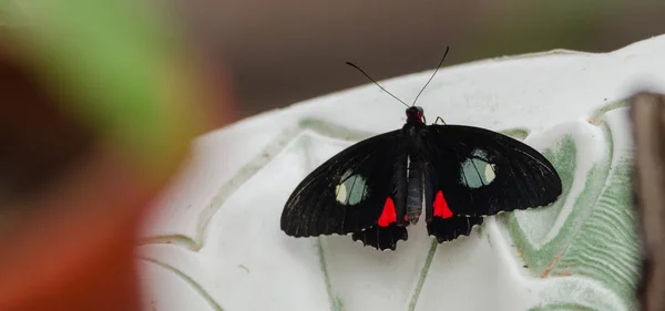 Coeur Chat Rose Parides Ipidamas Papillon Aux Ailes Ouvertes Dans — Photo