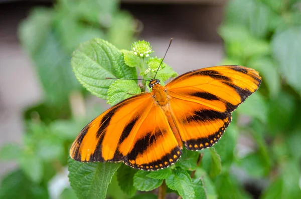 Banded Orange butterfly (Dryadula phaetusa) AKA the banded orange heliconian, banded orange, or orange tiger butterfly.