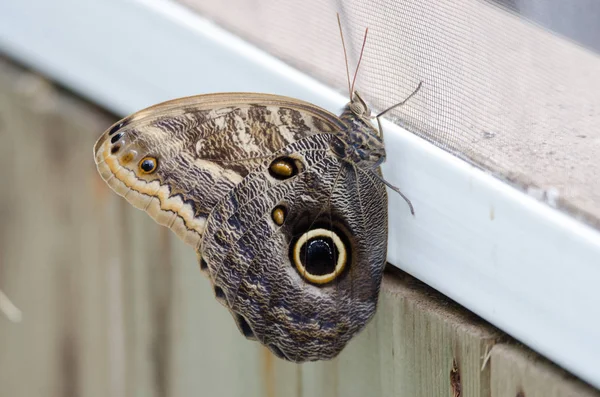 Hibou Caligo Memnon Papillon Avec Des Ailes Fermées Sur Cadre — Photo