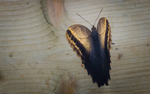 Baykuş Caligo Memnon Kelebek Kanatlı Pencere Çerçevesi Üzerinde Kapalı — Stok fotoğraf