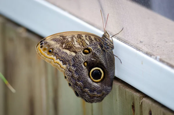 Hibou Caligo Memnon Papillon Avec Des Ailes Fermées Sur Cadre — Photo