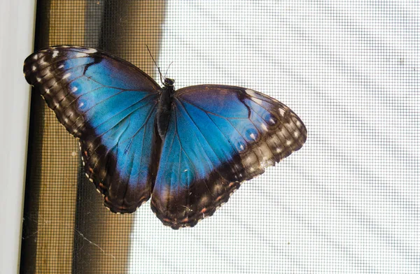 Papillon Morpho Bleu Commun Morpho Peleides Sur Écran Les Ailes — Photo