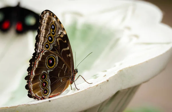 Papillon Morpho Bleu Commun Morpho Peleides Sur Une Fontaine Ailes — Photo