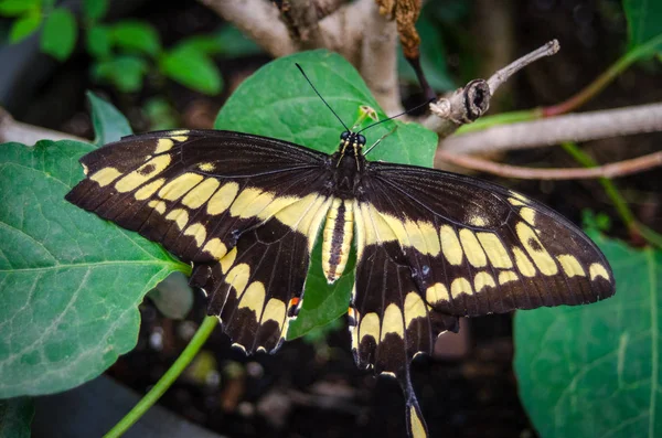 Aile Antérieure Papillon Queue Hirondelle Géante Papilio Cresphontes Comporte Une — Photo