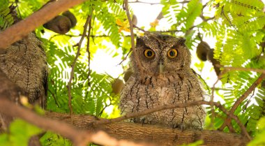 Pasifik screech baykuş (Megascops cooperi) tünemiş, istirahat sırasında gündüz ağaçta. Strigidae aile üyesi. Kesinlikle bir gece avcısı ve gündüzleri uyuyan.