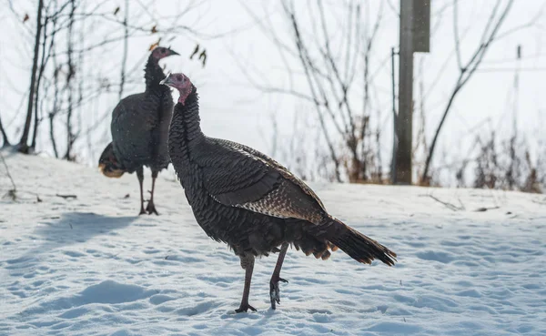 Eastern Wild Turkey Meleagris Gallopavo Silvestris Hen Winter Woodland Yard — Stock Photo, Image