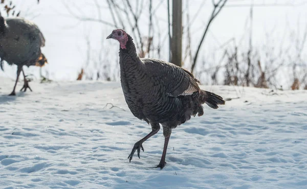 东野生土耳其 Meleagris Gallopavo Silvestris 母鸡在一个冬天的林地院子里 — 图库照片