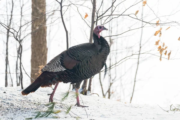 东野生土耳其 Meleagris Gallopavo Silvestris 母鸡在一个冬天的林地院子里 — 图库照片