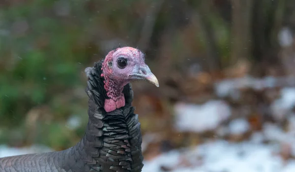 Eastern Wild Turkey (Meleagris gallopavo silvestris) hen in a autumn colored woodland yard pauses momentarily as if to pose for her portrait.