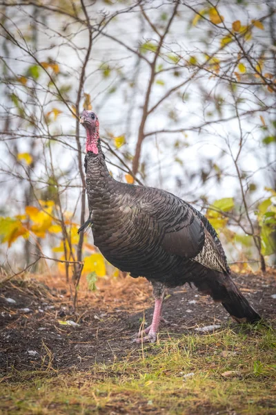 Pavo Salvaje Del Este Meleagris Gallopavo Silvestris Gallina Jardín Forestal — Foto de Stock