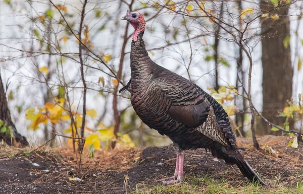 Eastern Wild Turkey (Meleagris gallopavo silvestris) hen in a autumn colored woodland yard pauses momentarily as if to pose for the camera.