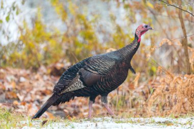 Bir sonbahar renkli ormanlık bahçesinde Doğu Wild Turkey (destek gallopavo silvestris) tavuk an kamera için poz sanki için duraklar..