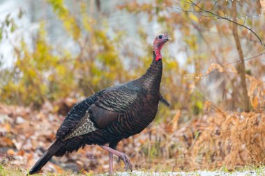 Bir sonbahar renkli ormanlık bahçesinde Doğu Wild Turkey (destek gallopavo silvestris) tavuk an kamera için poz sanki için duraklar..