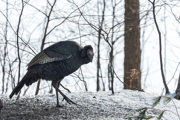 Looking Much Vulture Eastern Wild Turkey Meleagris Gallopavo Silvestris Hens — Stock Photo, Image