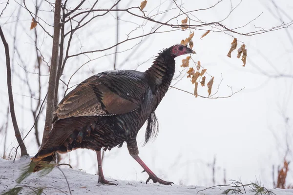 东野生土耳其 Meleagris Gallopavo Silvestris 母鸡在一个冬天的林地院子里 — 图库照片