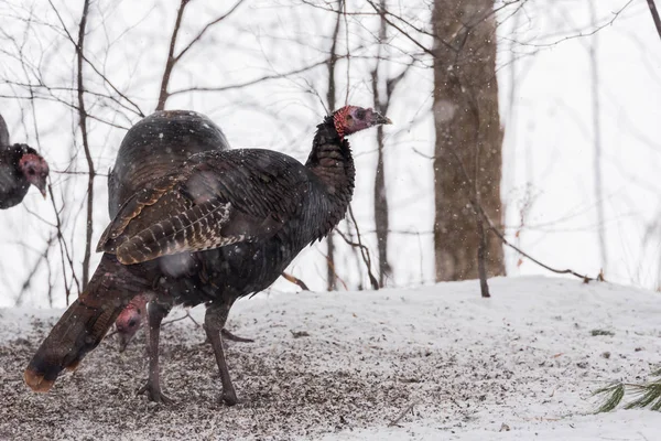 Pavo Silvestre Oriental Meleagris Gallopavo Silvestris Gallina Jardín Forestal Invierno — Foto de Stock