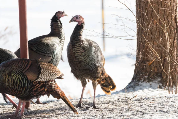 Gallinas Silvestres Del Este Turquía Meleagris Gallopavo Silvestris Alimentándose Semillas — Foto de Stock