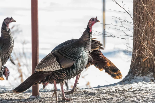 东野生土耳其 Meleagris Gallopavo Silvestris 母鸡在树木繁茂的院子里以种子为食 — 图库照片