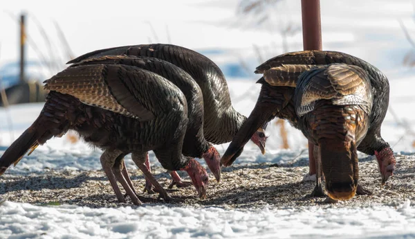 东野生土耳其 Meleagris Gallopavo Silvestris 母鸡在树木繁茂的院子里以种子为食 — 图库照片