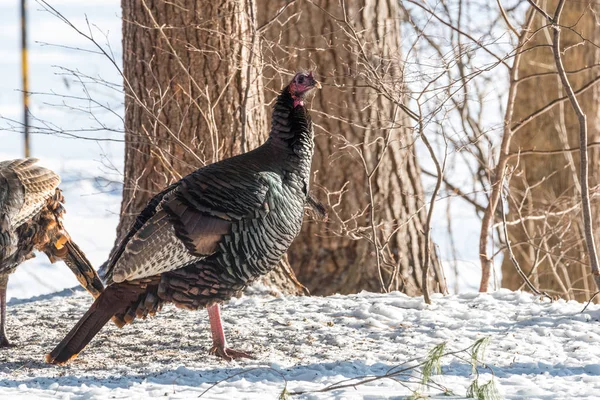 东野生土耳其 Meleagris Gallopavo Silvestris 母鸡在一个冬天的林地院子里 — 图库照片