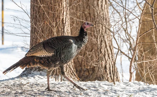 东野生土耳其 Meleagris Gallopavo Silvestris 母鸡在一个冬天的林地院子里 — 图库照片