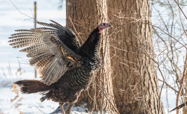 Eastern Wild Turkey (Meleagris gallopavo silvestris) hen in a wooded yard stands up with open wings in snow.