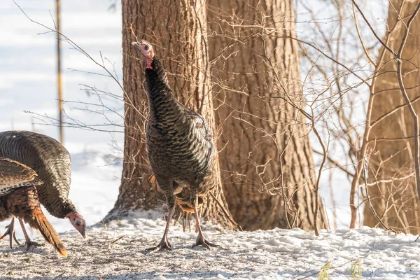 东野土耳其 Meleagris Gallopavo Silvestris 母鸡的脖子在冬天的林地院子里四处张望 — 图库照片