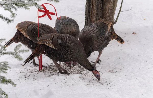 东野生土耳其 Meleagris Gallopavo Silvestris 母鸡在树木繁茂的院子里以种子为食 — 图库照片