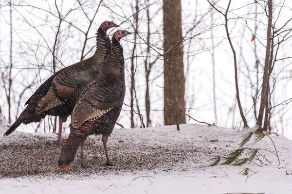 Eastern Wild Turkey (Meleagris gallopavo silvestris) hens feeding on seed in a wooded yard.