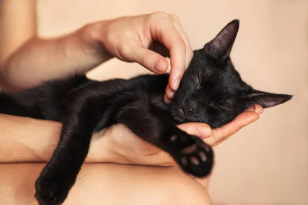 Mujer Mano Acariciando Gato Cabeza Amor Animales Imágenes De Stock Sin Royalties Gratis