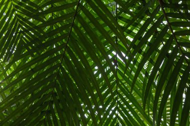 Yaratıcı tropikal yeşil yaprakları düzeni.