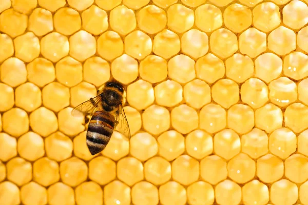 Bee i honeycomb — Stockfoto