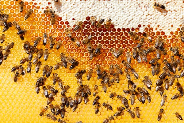 Abelhas em favo de mel — Fotografia de Stock