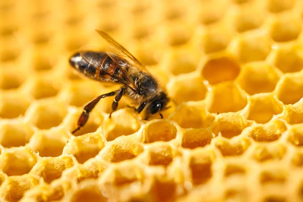 Bee in honeycomb Stock Picture