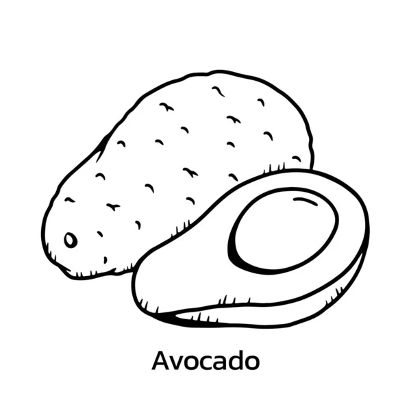 Avocado Vector Illustratie Avocado Lijntekening — Stockvector