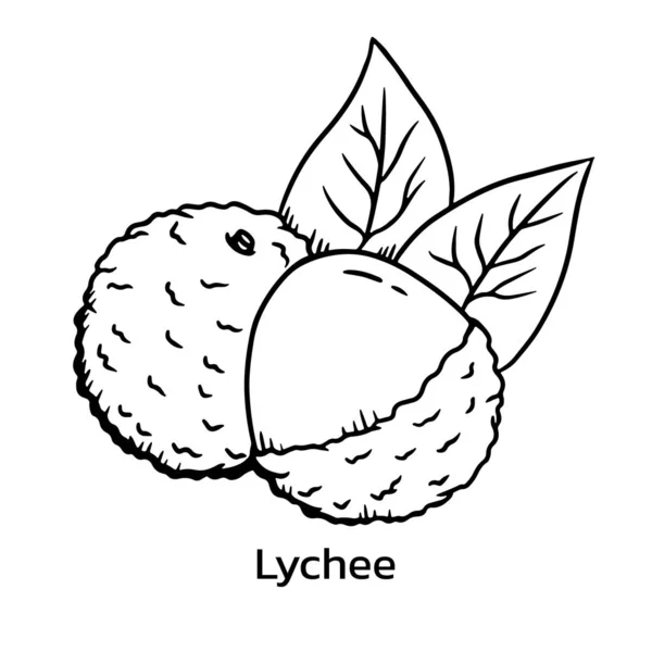 Lychee vektör illüstrasyon. Litchi çizgi çizimi