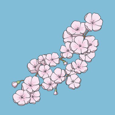 Sakura pembe çiçeği. Vektör illüstrasyonu