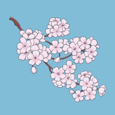 Sakura pembe çiçeği. Vektör illüstrasyonu