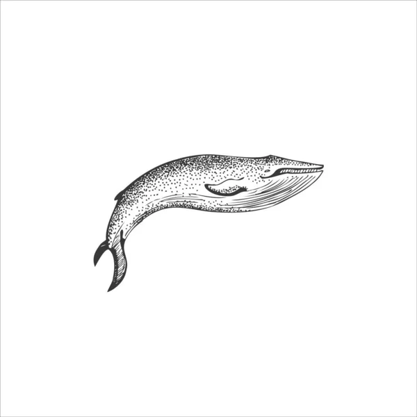 Black and white hand drawn illustration vector art. Blue whale illustration on isolated white background, endangered marine animal concept. Educational wildlife design — Stock Vector