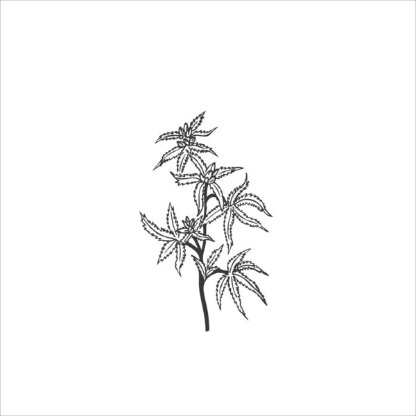 Ramos de canábis e folhas isoladas sobre fundo branco. Ilustração botânica decorativa desenhada à mão para design. Ilustração do vetor de cânhamo médico — Vetor de Stock