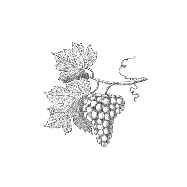 Векторна гравюра ілюстрації про гроно винограду ізольованих на білому тлі - Вектор — стоковий вектор