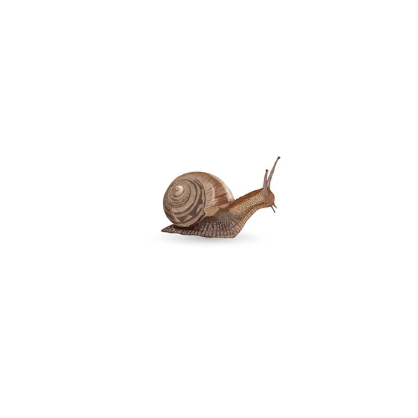 Realistic snail isolated on white background - vector — Stock Vector