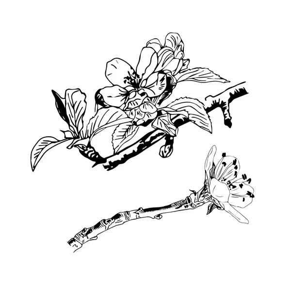 Realistické Třešňové Květy Japonská Třešeň Izolované Bílém Pozadí — Stockový vektor